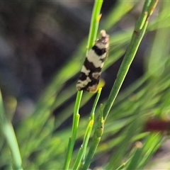 Epitymbia cosmota at Jingera, NSW - 23 Dec 2024