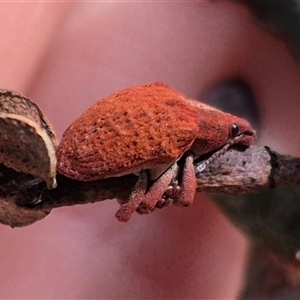 Gonipterus scutellatus (Eucalyptus snout beetle, gum tree weevil) at Jingera, NSW by clarehoneydove