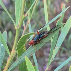 Lissopimpla excelsa (Orchid dupe wasp, Dusky-winged Ichneumonid) at Jingera, NSW - 23 Dec 2024 by clarehoneydove