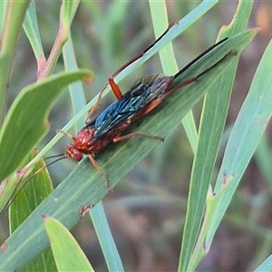 Lissopimpla excelsa at Jingera, NSW - 23 Dec 2024