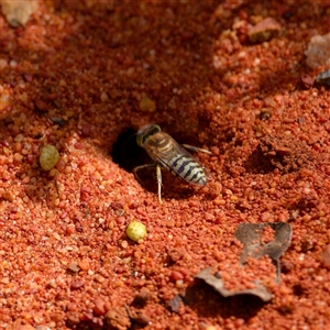 Bembix sp. (genus) (Unidentified Bembix sand wasp) at Acton, ACT by regeraghty