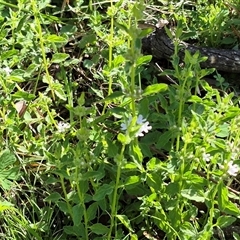 Mentha diemenica (Wild Mint, Slender Mint) at Jingera, NSW - 23 Dec 2024 by clarehoneydove