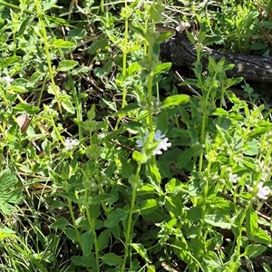 Mentha diemenica (Wild Mint, Slender Mint) at Jingera, NSW by clarehoneydove