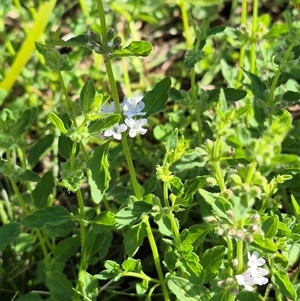 Mentha diemenica at Jingera, NSW - 23 Dec 2024 06:20 PM