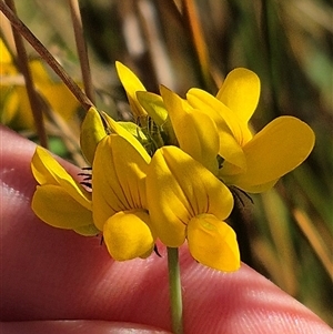 Lotus corniculatus at Jingera, NSW - 23 Dec 2024