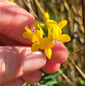 Lotus corniculatus at Jingera, NSW - 23 Dec 2024