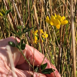 Lotus corniculatus at Jingera, NSW - 23 Dec 2024