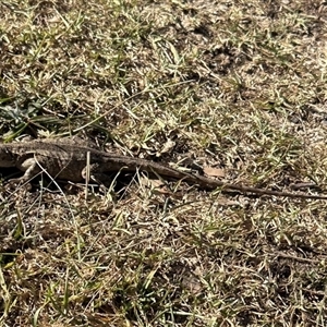 Intellagama lesueurii at Kangaroo Valley, NSW by lbradley