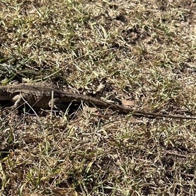 Amphibolurus muricatus (Jacky Lizard) at Kangaroo Valley, NSW - 23 Dec 2024 by lbradley