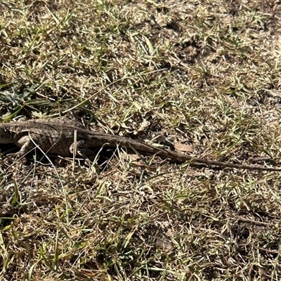 Intellagama lesueurii at Kangaroo Valley, NSW - 23 Dec 2024 by lbradley