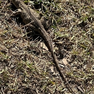 Amphibolurus muricatus at Kangaroo Valley, NSW - suppressed
