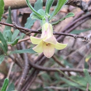 Billardiera scandens at Wamboin, NSW - 23 Dec 2024 07:36 AM