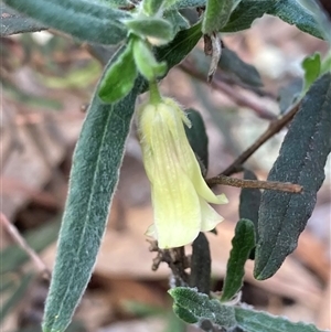 Billardiera scandens at Wamboin, NSW - 23 Dec 2024