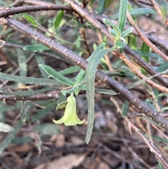 Billardiera scandens at Wamboin, NSW - 23 Dec 2024 07:36 AM