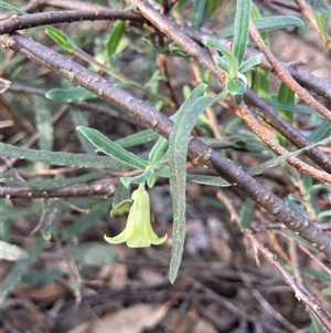 Billardiera scandens at Wamboin, NSW - 23 Dec 2024 07:36 AM