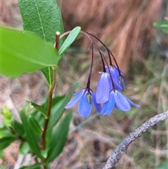 Billardiera heterophylla (Western Australian Bluebell Creeper) at Wamboin, NSW - 23 Dec 2024 by Komidar