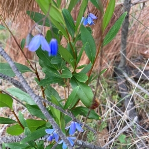 Billardiera heterophylla at Wamboin, NSW - 23 Dec 2024