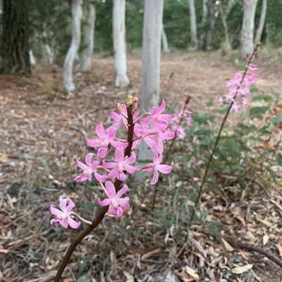 Dipodium roseum (Rosy Hyacinth Orchid) at Wamboin, NSW - 24 Dec 2024 by Komidar