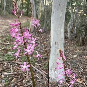 Dipodium roseum at Wamboin, NSW - 24 Dec 2024