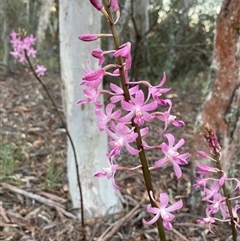 Dipodium roseum at Wamboin, NSW - 24 Dec 2024