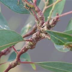 Unidentified Eucalyptus Gall at Wodonga, VIC - 21 Dec 2024 by KylieWaldon