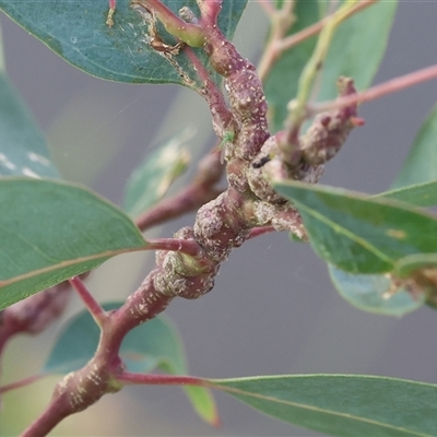 Unidentified Eucalyptus Gall at Wodonga, VIC - 22 Dec 2024 by KylieWaldon