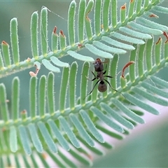 Formicidae (family) (Unidentified ant) at Wodonga, VIC - 22 Dec 2024 by KylieWaldon