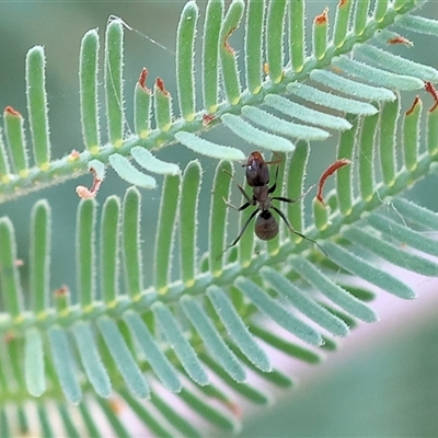 Formicidae (family) (Unidentified ant) at Wodonga, VIC - 22 Dec 2024 by KylieWaldon