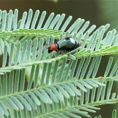 Adoxia benallae (Leaf beetle) at Wodonga, VIC - 22 Dec 2024 by KylieWaldon