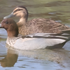 Chenonetta jubata (Australian Wood Duck) at Wodonga, VIC - 22 Dec 2024 by KylieWaldon