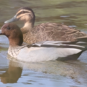 Chenonetta jubata at Wodonga, VIC - 22 Dec 2024 08:06 AM