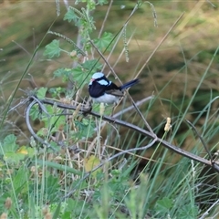 Malurus cyaneus (Superb Fairywren) at Wodonga, VIC - 22 Dec 2024 by KylieWaldon