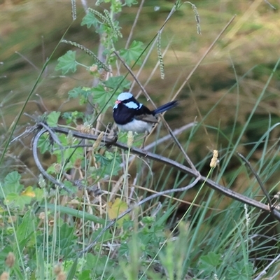 Malurus cyaneus (Superb Fairywren) at Wodonga, VIC - 22 Dec 2024 by KylieWaldon