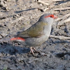 Neochmia temporalis (Red-browed Finch) at Wodonga, VIC - 22 Dec 2024 by KylieWaldon