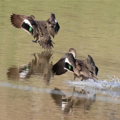 Anas gracilis (Grey Teal) at Wodonga, VIC - 22 Dec 2024 by KylieWaldon