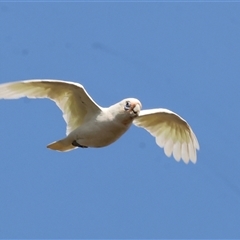 Cacatua sanguinea (Little Corella) at Wodonga, VIC - 22 Dec 2024 by KylieWaldon