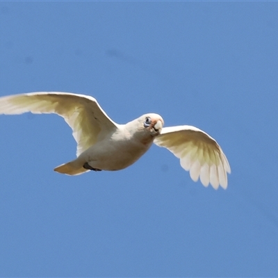 Cacatua sanguinea at Wodonga, VIC - 21 Dec 2024 by KylieWaldon