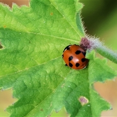 Hippodamia variegata (Spotted Amber Ladybird) at Wodonga, VIC - 22 Dec 2024 by KylieWaldon