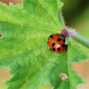 Hippodamia variegata (Spotted Amber Ladybird) at Wodonga, VIC by KylieWaldon