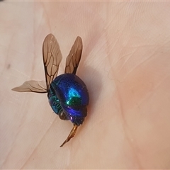 Chrysididae (family) (Cuckoo wasp or Emerald wasp) at Taloumbi, NSW - 24 Dec 2024 by Topwood