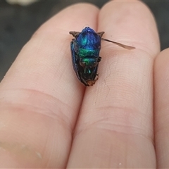 Chrysididae (family) at Taloumbi, NSW - 24 Dec 2024 07:52 AM