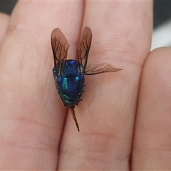 Chrysididae (family) at Taloumbi, NSW - 24 Dec 2024 07:52 AM