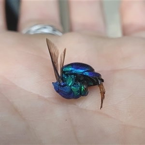 Chrysididae (family) at Taloumbi, NSW - 24 Dec 2024 07:52 AM