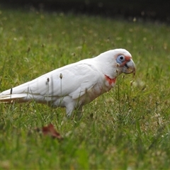 Cacatua tenuirostris (Long-billed Corella) at Emerald, VIC - 13 Dec 2024 by GlossyGal