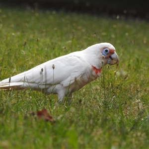 Cacatua tenuirostris (Long-billed Corella) at Emerald, VIC by GlossyGal