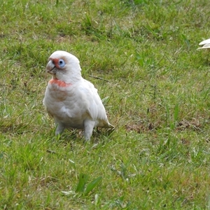 Cacatua tenuirostris at Emerald, VIC - 13 Dec 2024 04:45 PM