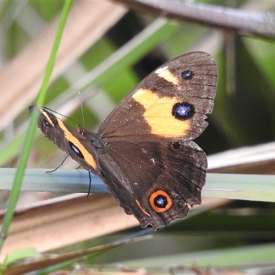 Tisiphone abeona (Varied Sword-grass Brown) at Emerald, VIC - 13 Dec 2024 by GlossyGal