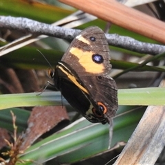 Tisiphone abeona at Emerald, VIC - 13 Dec 2024 04:39 PM