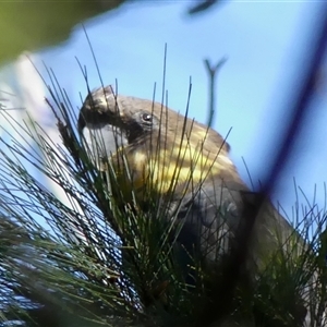 Calyptorhynchus lathami lathami at Fitzroy Falls, NSW - suppressed