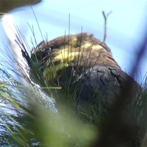 Calyptorhynchus lathami lathami at Fitzroy Falls, NSW - suppressed